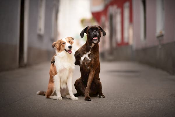 two happy dogs